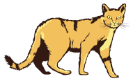 Wild cat from Clipart.Email